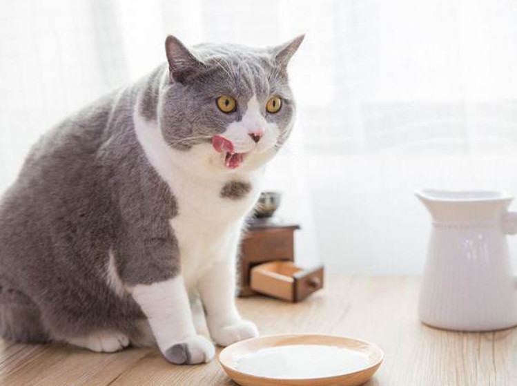 吃肉的猫咪需要额外补充哪些营养,给猫补钙要吃什么