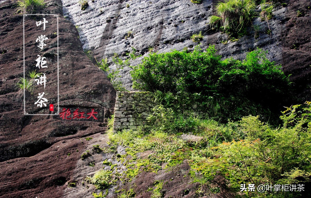 武夷岩茶大红袍是什么茶？大红袍是怎么分类的？