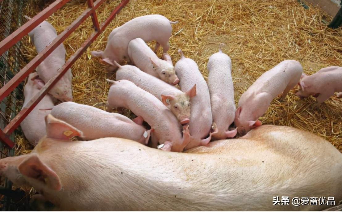 母猪乳腺炎症硬块怎么消除,母猪乳腺炎怎么治疗最快的方法