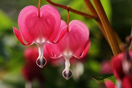 大叶红灯笼花,红灯笼的花有哪些