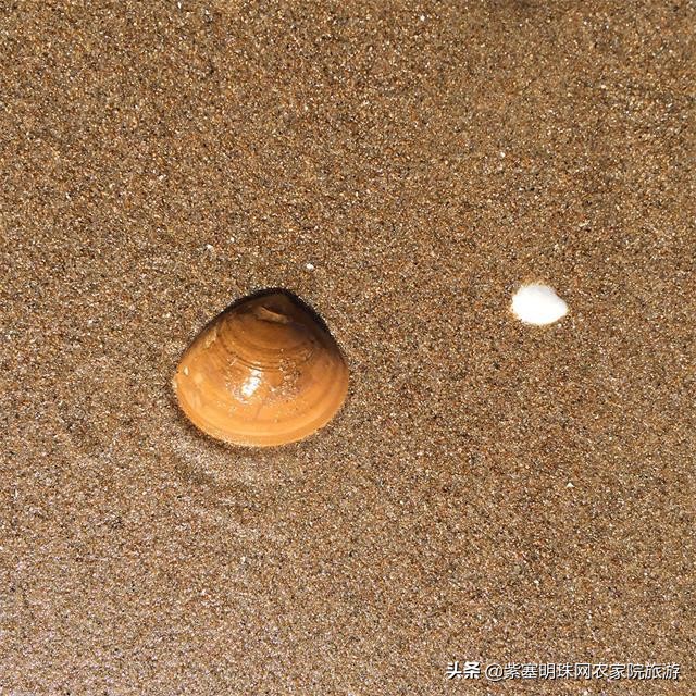 日照文豪渔家乐,日照渔家乐吴家台