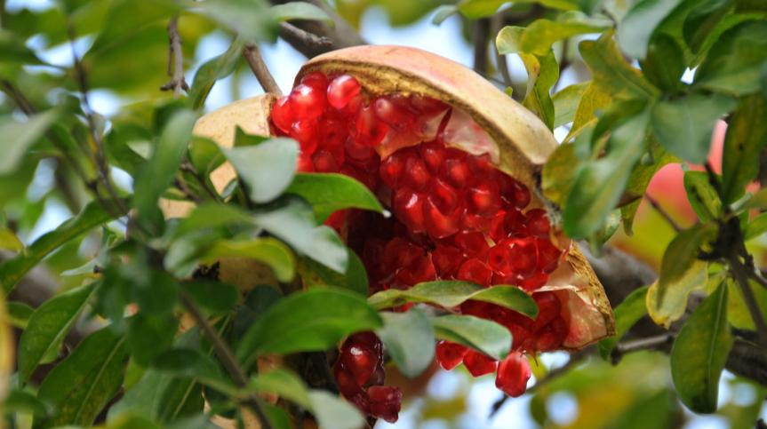 石榴开花结果晚原因,石榴结果酸涩怎么办