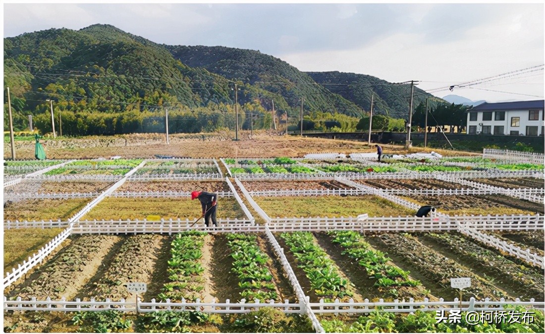现实版“开心农场”开启“向往的生活”