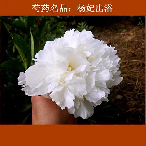 芍药杨妃出浴怎么样,芍药品种杨妃出浴独有的特征