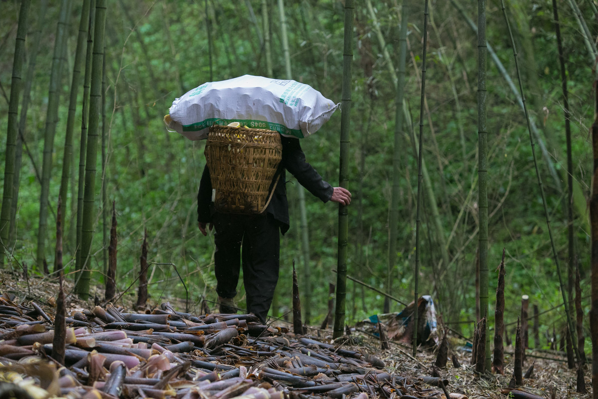 奉化水蜜桃和芋艿头,奉化芋艿头与芋艿子
