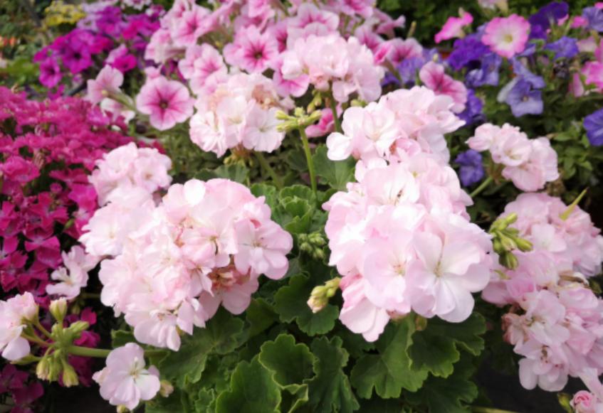 天竺竹为什么夏天不开花,天竺兰只长叶不开花怎么办