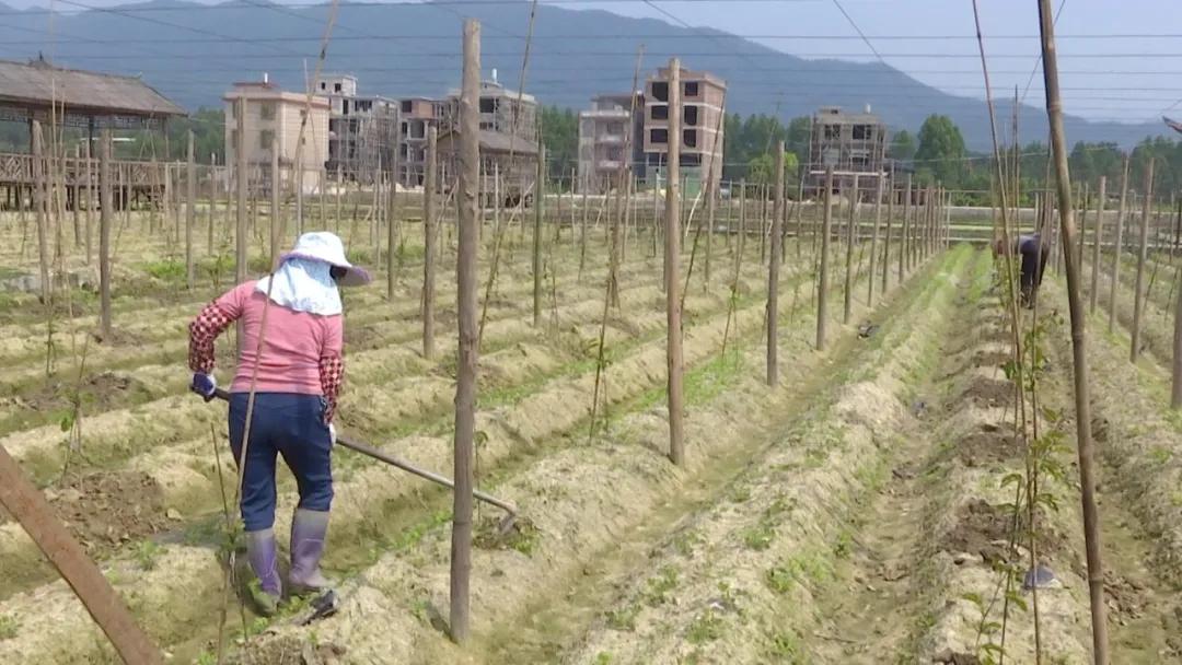 长泰发展最新消息,长泰经济快速发展