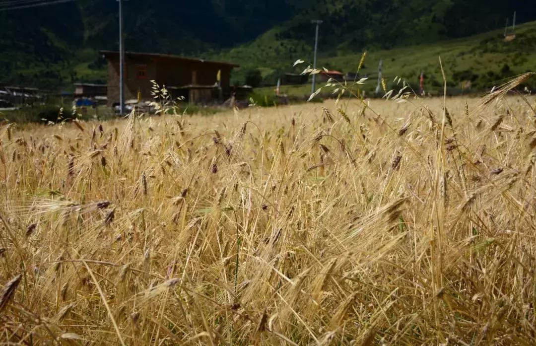 秋天的壤塘风景,壤塘秋天风景