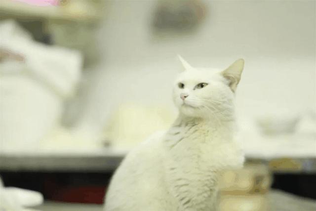 正宗煎包店,一家值得你品尝的煎包小店