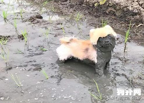 小博美凌晨突然发疯一样跑,小博美在玩耍时很凶