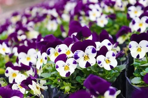 世界各国国花国树大全,世界地图及各国国花