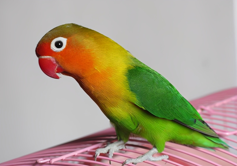 鹦鹉单眼伤风怎么导致的,鹦鹉单眼伤风怎么办