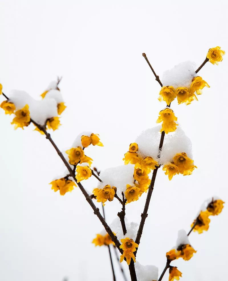 如何养腊梅,养好腊梅