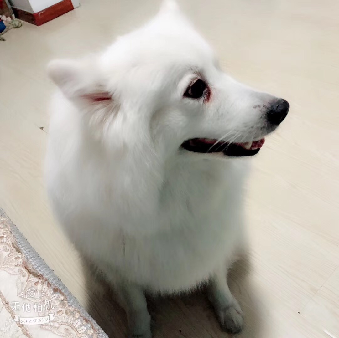 萨摩耶吃什么治泪痕,萨摩耶泪痕什么意思