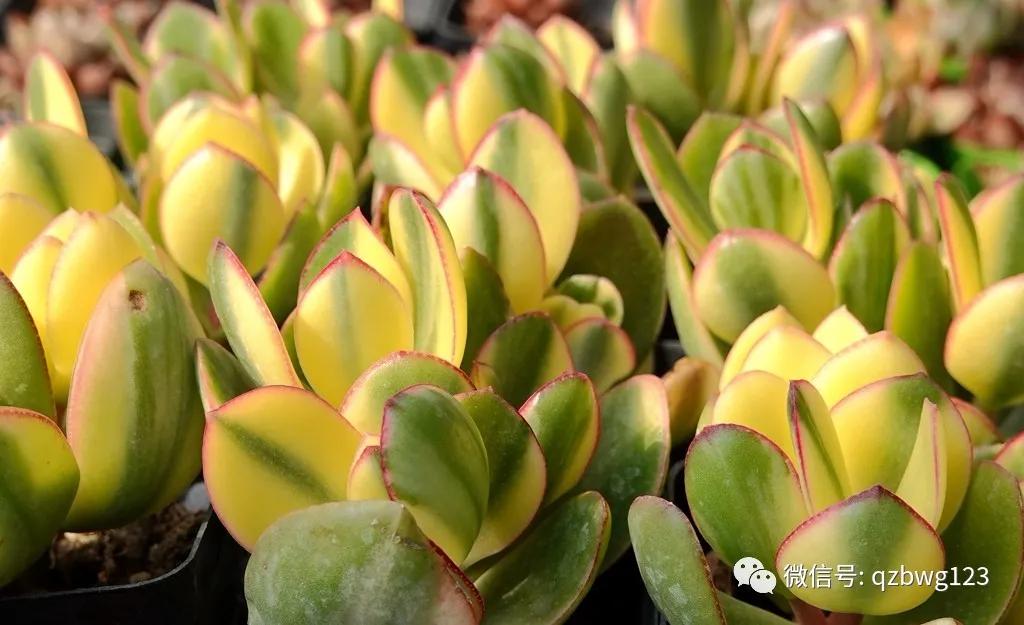 河北曲周多肉植物批发,曲周县西木多肉科技