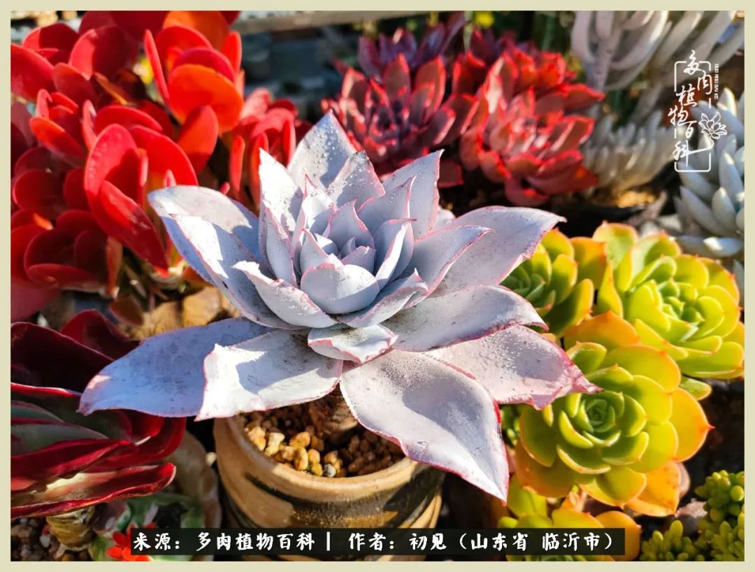 和多肉植物相伴,和多肉相处的心情