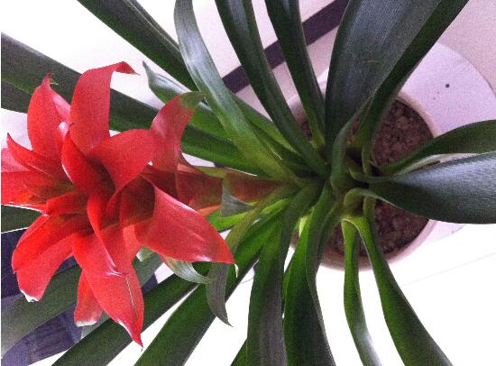 鸿运当头叶子卷叶是怎么回事,鸿运当头叶子为什么会卷起来