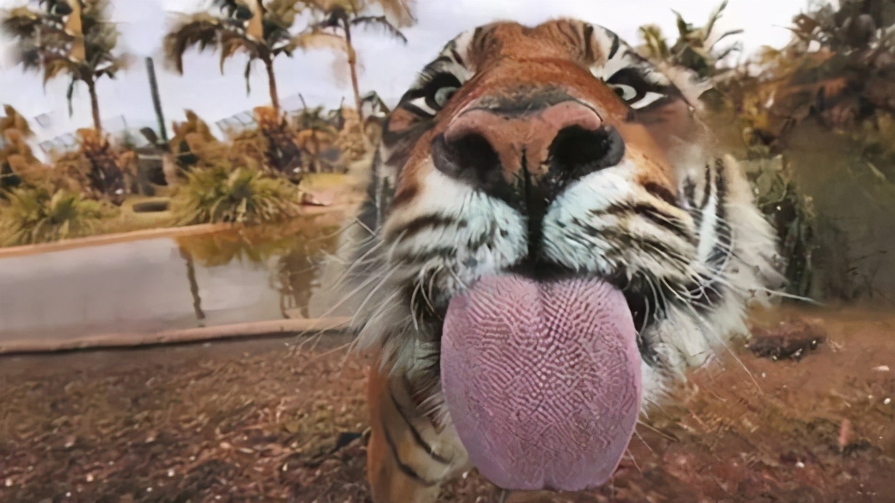 老虎的繁衍与生育,老虎的繁衍能力为什么比不上猫