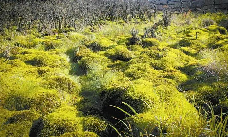 怎么宣传湖南南山国家公园,湖南南山国家公园有哪些景点