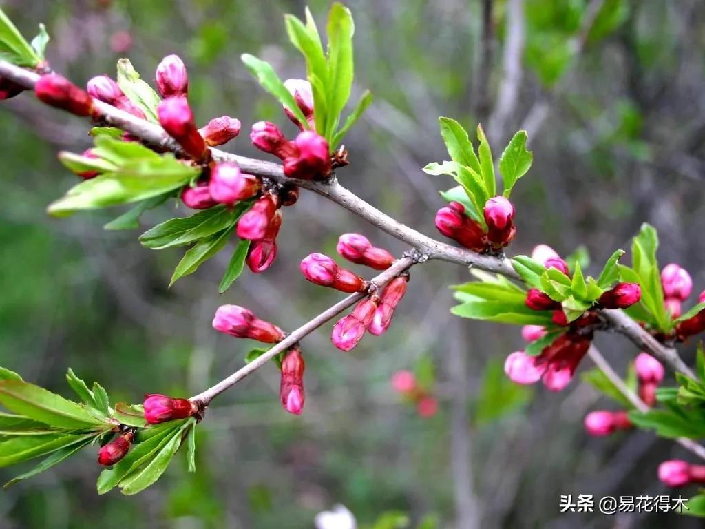 疆果新疆特产薄皮核桃,新疆的扁桃优良品种有