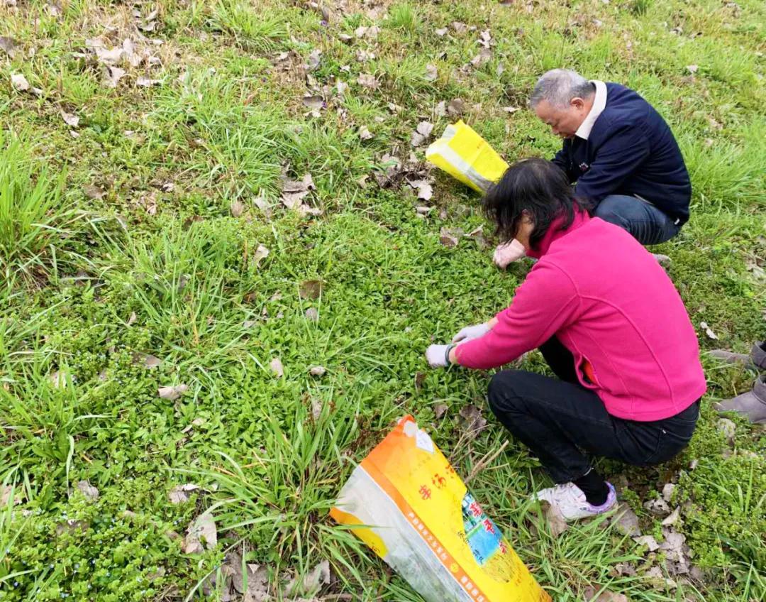 南京城市野菜猎人实录