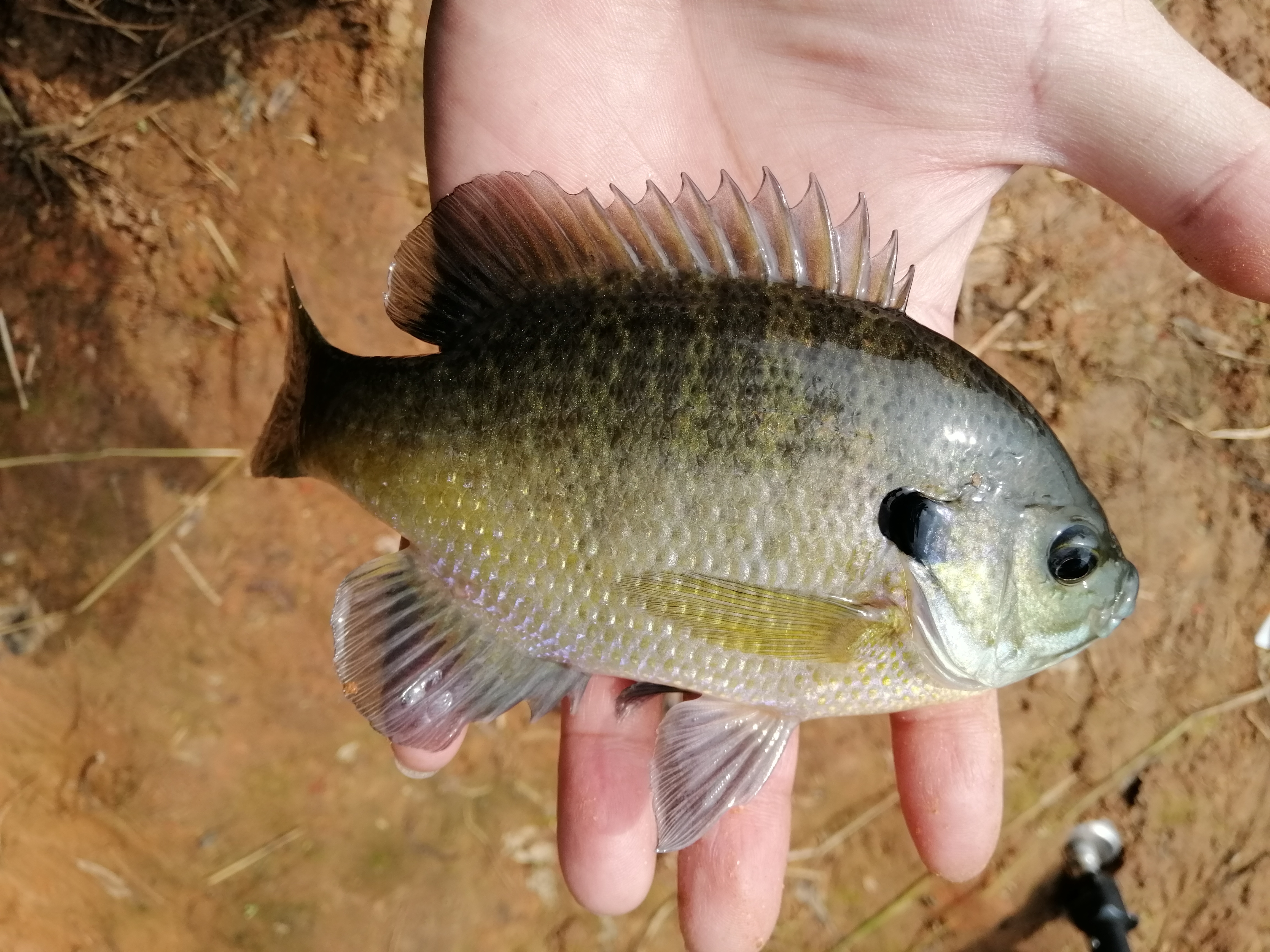 冬季小河沟野钓冰钓,春季小河钓鱼线组搭配