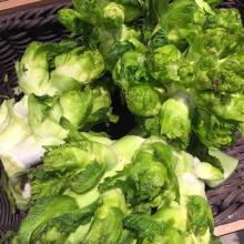 儿菜病虫害图片大全,儿菜优良品种种植技术