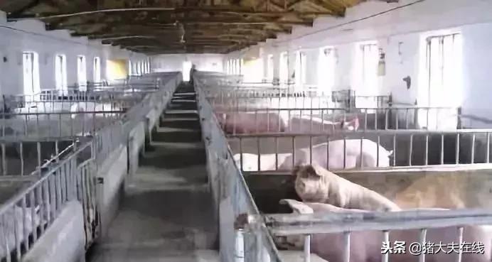 经验贴：猪反复发烧，别担心，教你如何解决！