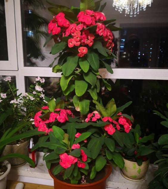 养虎刺方法,养刺梅的技巧