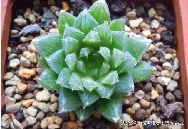 365种多肉图谱大全,365种鲜花图册大全