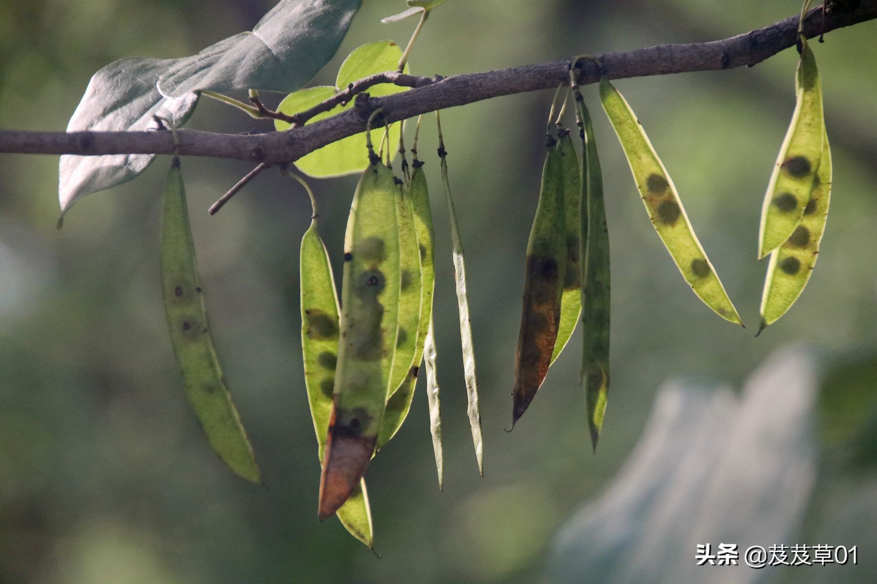 熬过这段难熬的日子就会破茧成蝶,破茧成蝶熬过就是重生