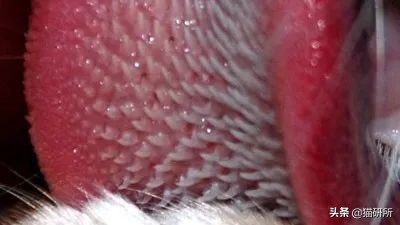 猫咪舌头上的“倒刺”其实是吸管？
