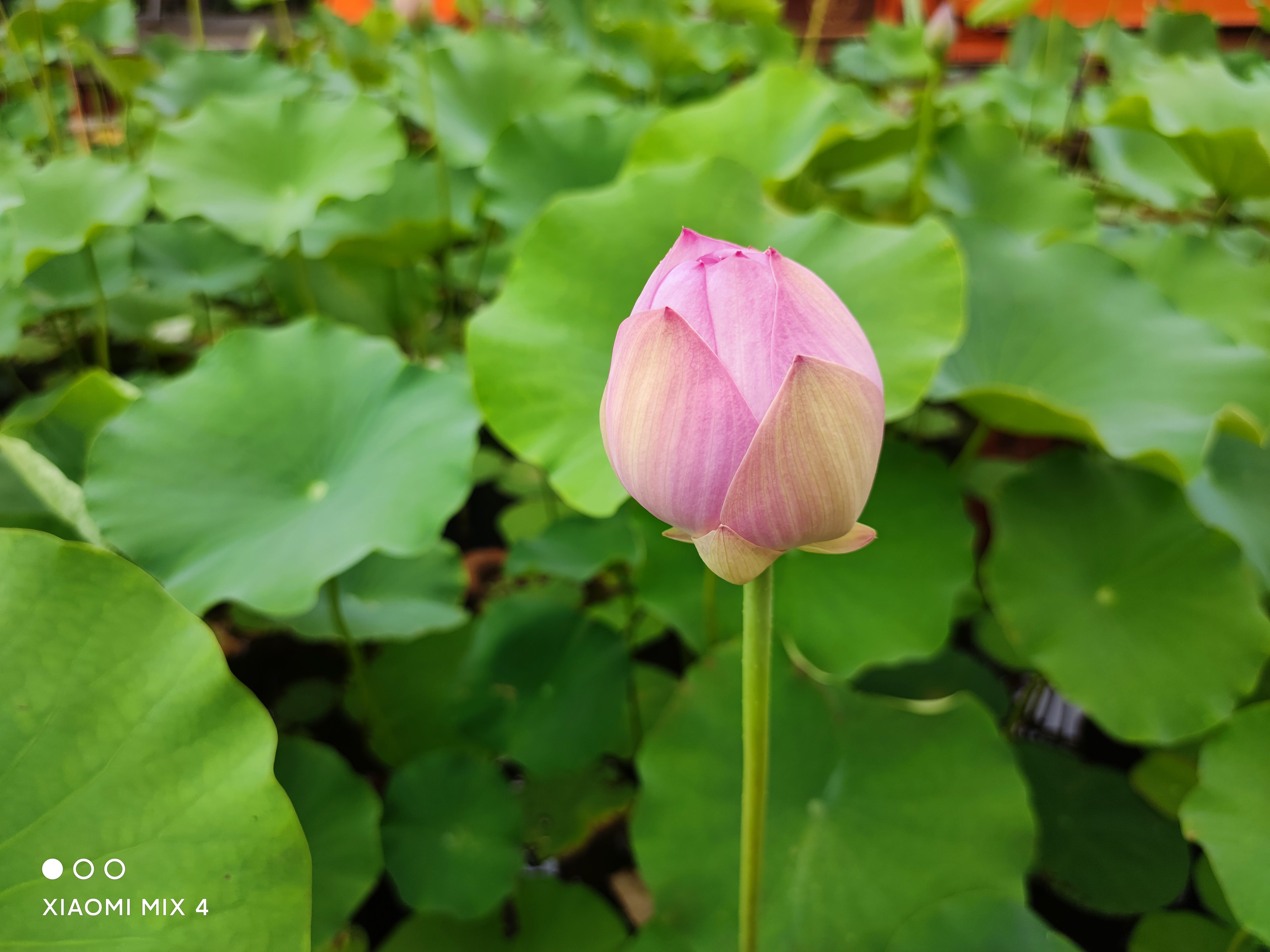 小米mix4是小米最好的吗,小米mix4评测把未来藏起来