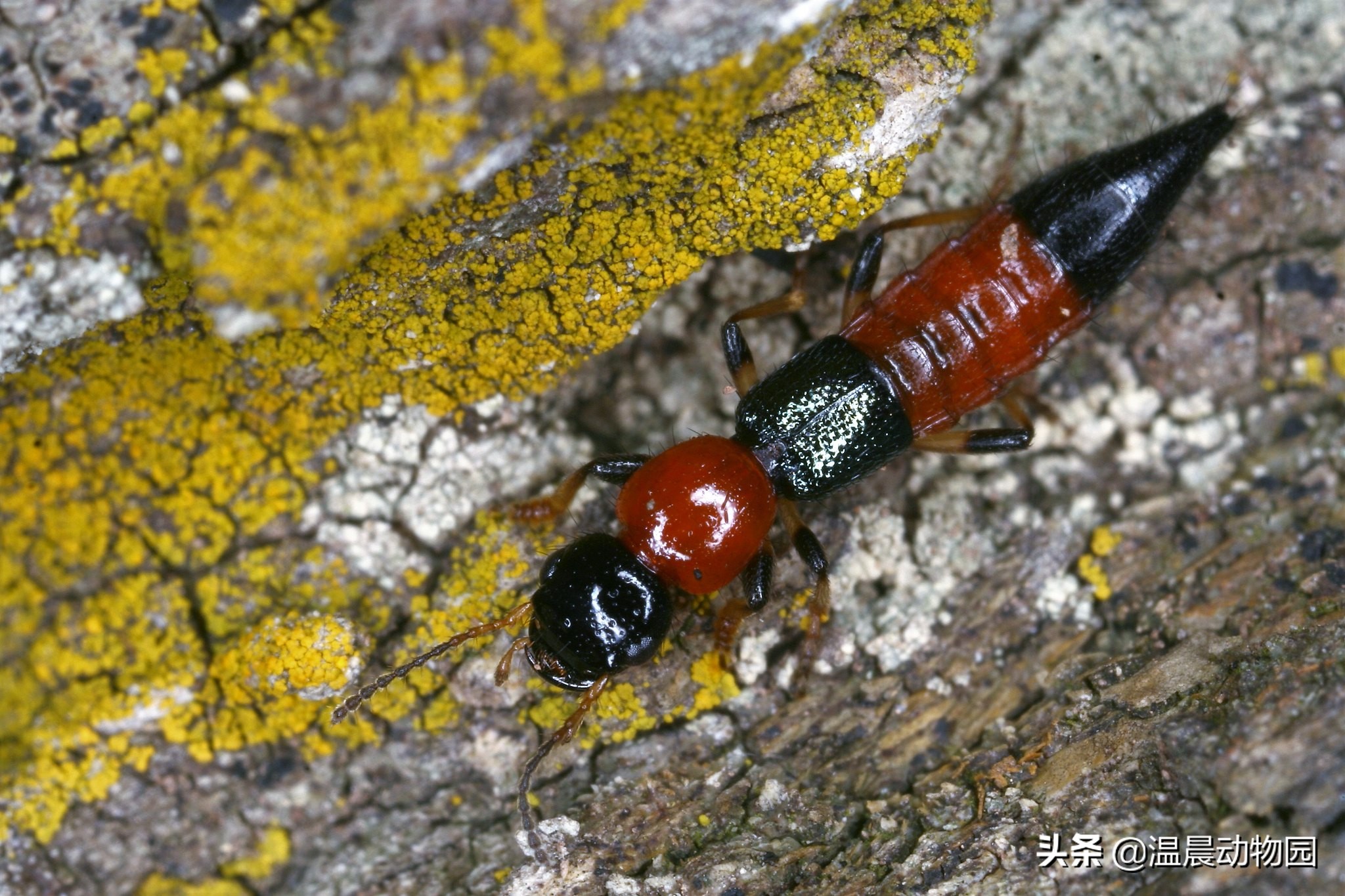 反复遇到隐翅虫是为什么,隐翅虫很可怕是谣言吗