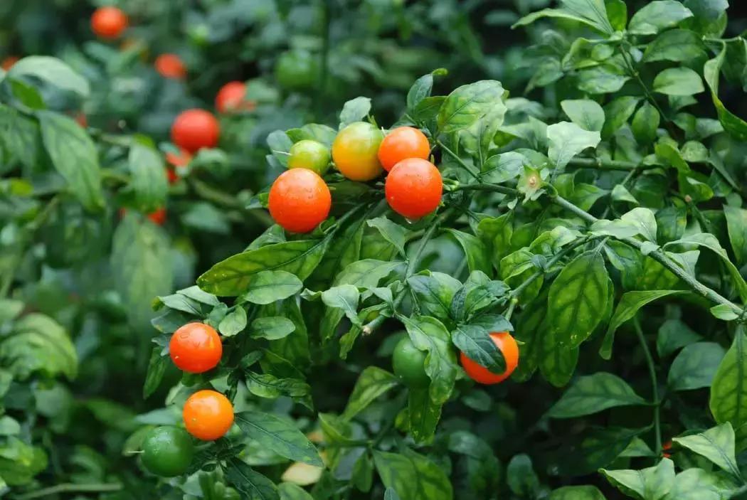 十种常见的秋季观果植物,夏季观果植物怎么养护