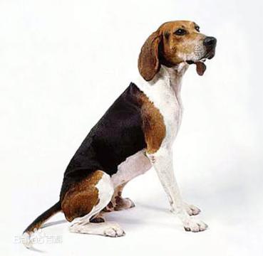 宠物狗大全免费观看,什么狗最好养又听话又聪明大型犬