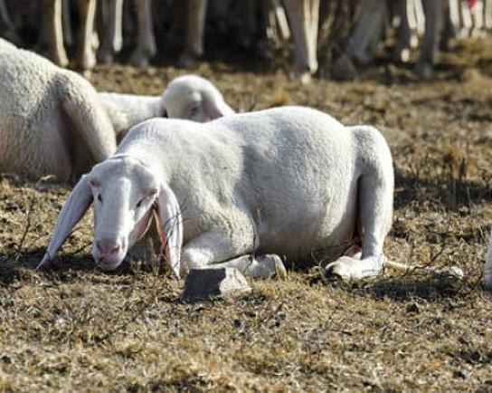 母羊流产的原因与处理方法,母羊流产的最佳治疗方法