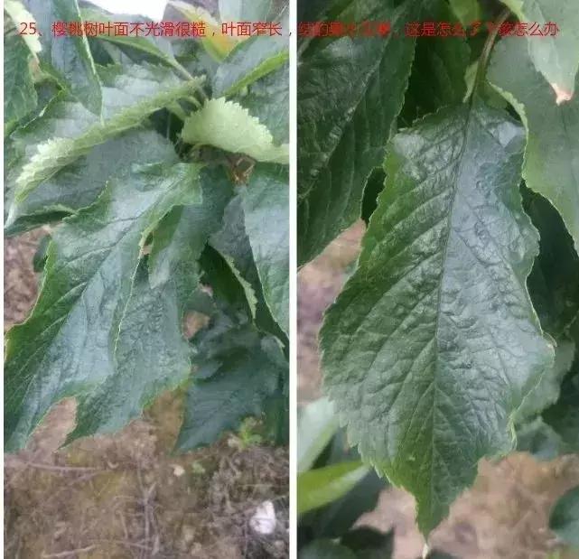 樱桃熟了烂果是怎么回事？（72期）