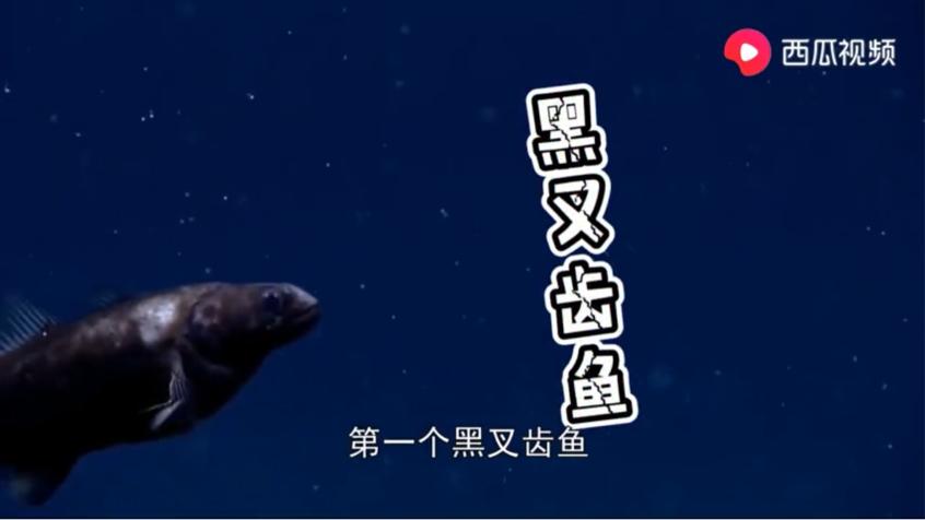 动物竟然有超能力！是不是嫉妒了？看西瓜视频告诉你怎么匪夷所思