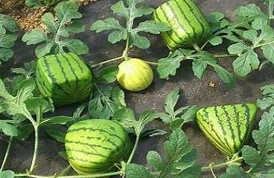 为什么在沙漠里遇到西瓜不能吃呢,沙漠里遍地是西瓜为何却无人敢吃