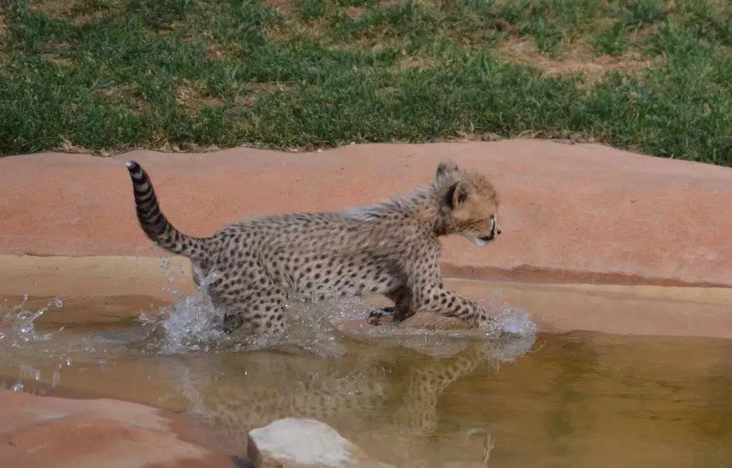 狗狗真是一种神奇的动物,狗狗是什么科的动物