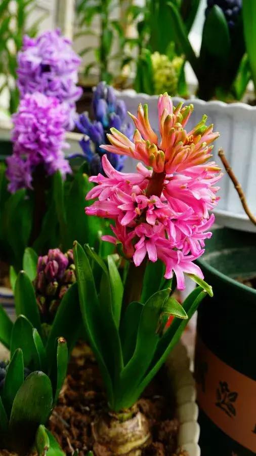 开过的风信子怎么处理,开过花的风信子怎么留种子