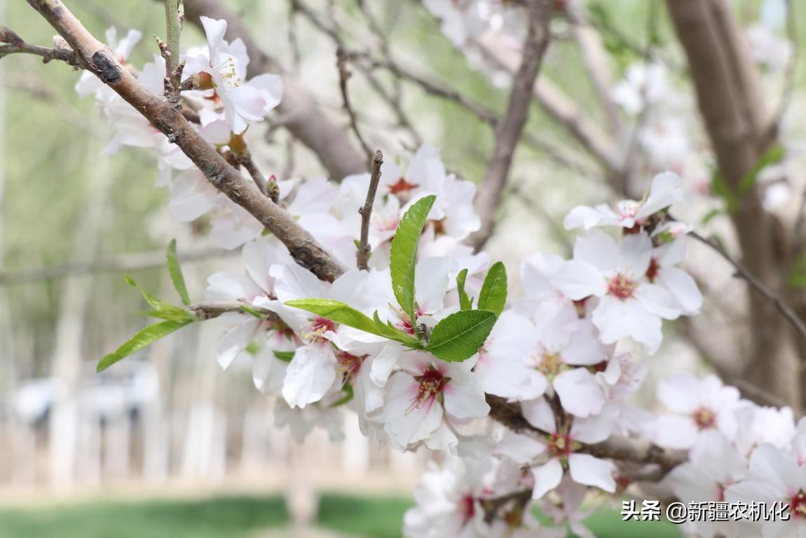 西域圣果巴旦木的功效,新疆西梅巴旦木
