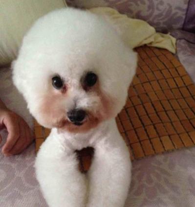 比熊泪痕怎么去除根治,比熊泪痕重怎么去除小妙招