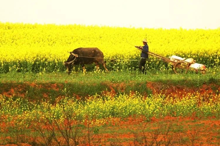 二十四节气春分的故事,春分手抄报二十四节气