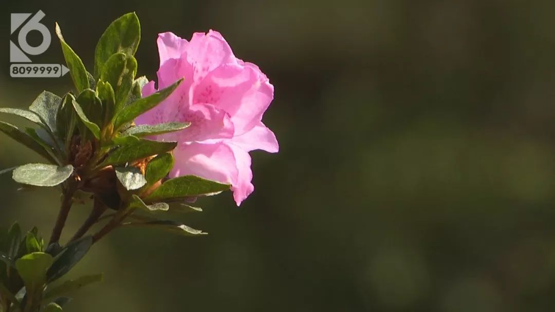 北方人在南方卖雪,北方人卖冰