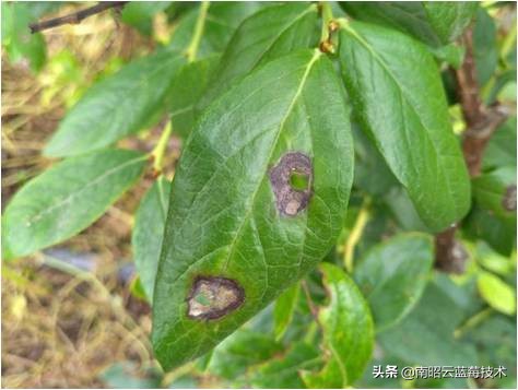 蓝莓叶片边缘焦枯是什么病害,蓝莓在高温下有哪些病害