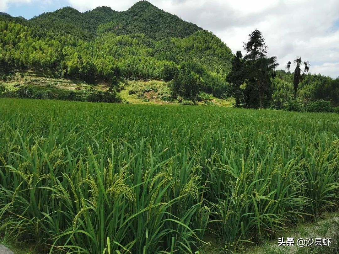 沙县总共有几个乡镇,沙县是属于哪个市