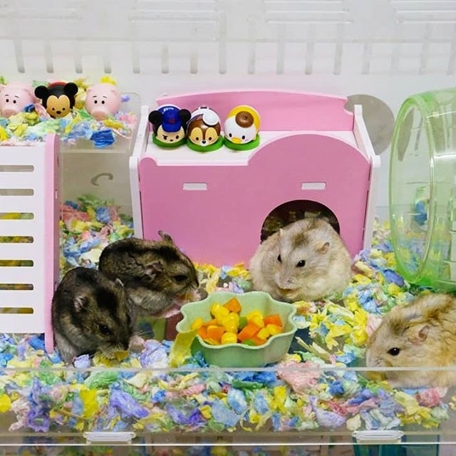 仓鼠养的太多了怎么办,仓鼠怎么养教你学会养鼠技巧