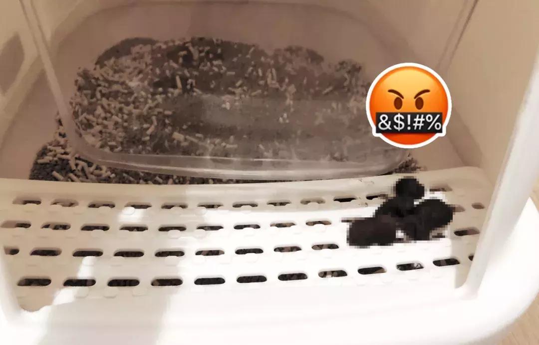 猫屎太臭事件,猫屎的来历